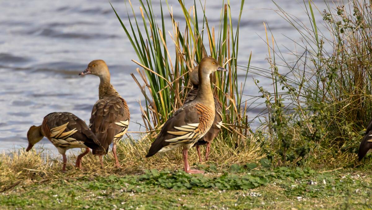 TYPICAL: They love to feed on grass on the edge of wetlands.
