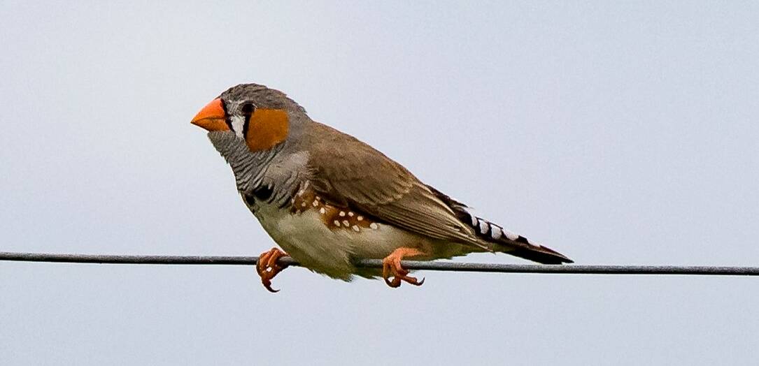 ZEBRA FINCH: Easily identified by its striped black and white tail.