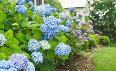 FAMILIAR: The large heads of hydrangea flowers can be seen around gardens now.