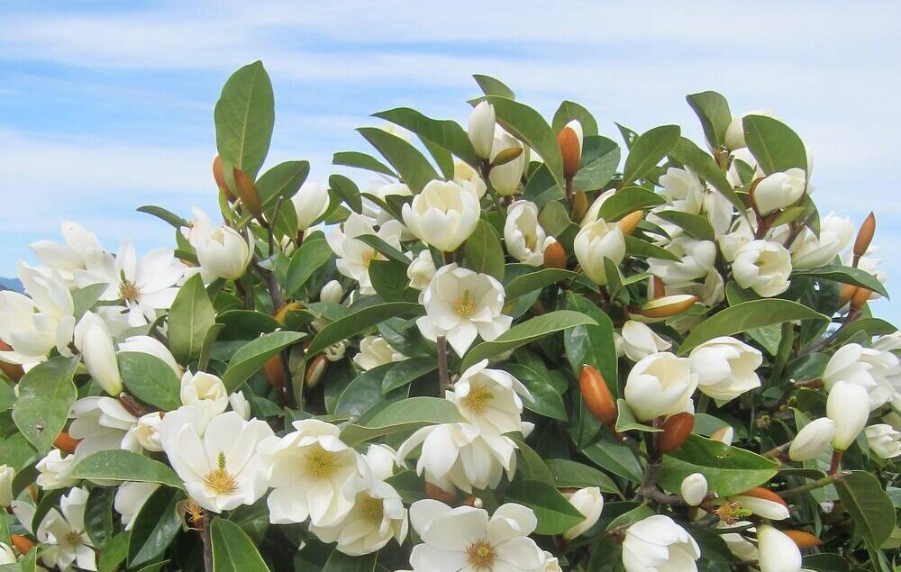 Gardening | You're spoilt for choice with magnolias
