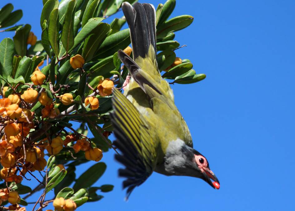 LOVE A FEED: Figbirds love figs but are happy to swoop on any tree with ripe fruit.