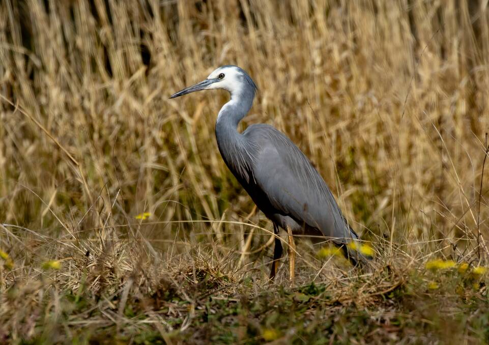 EFFICIENT HUNTERS: Herons eat a variety of foods and use different hunting techniques to secure food.
