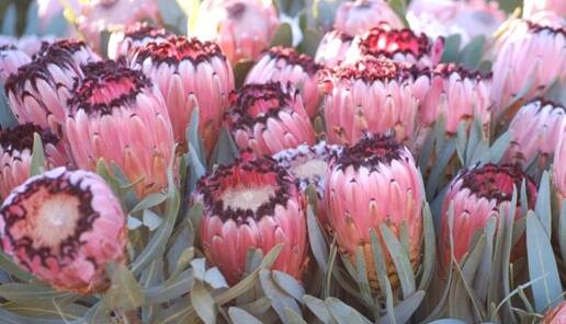 RANGE OF COLOURS: Proteas come in a variety of colours and flower styles, this the distinctive Pink Mink.