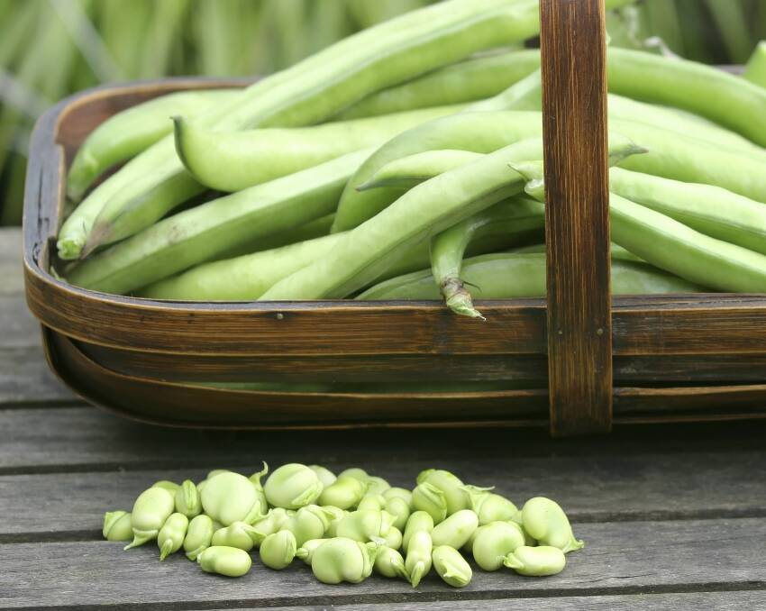 EASY TO GROW: Broad beans will reach maturity between July and October if you sow the seeds this month.