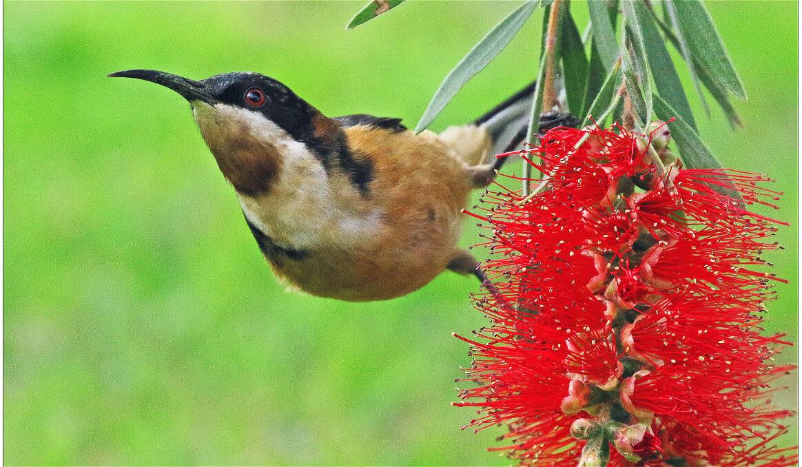 FAVOURITE FOOD: Eastern Spinebills love to feed on nectar from banksias and also insects as they fly.