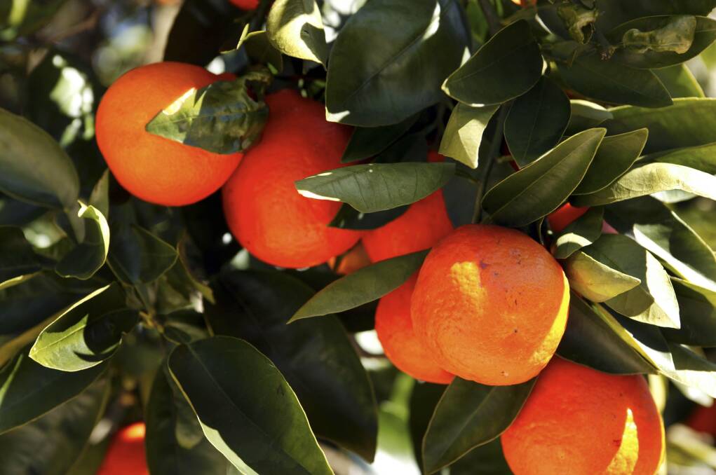 FEELING FRUITY: Oranges are a welcome addition in any backyard garden.