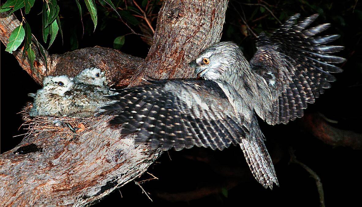 FEEDING TIME: Hungry chicks meant an active time for the Tawny Frogmouth adults shortly after dark, bringing a regular supply of food.