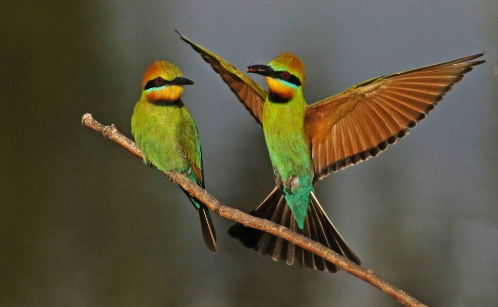 Jim Thomson | Brilliant Bee Eaters are out in force