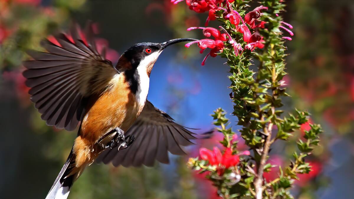 Honeyeaters, like this Eastern Spinebill, loves grevilleas and banksias. 