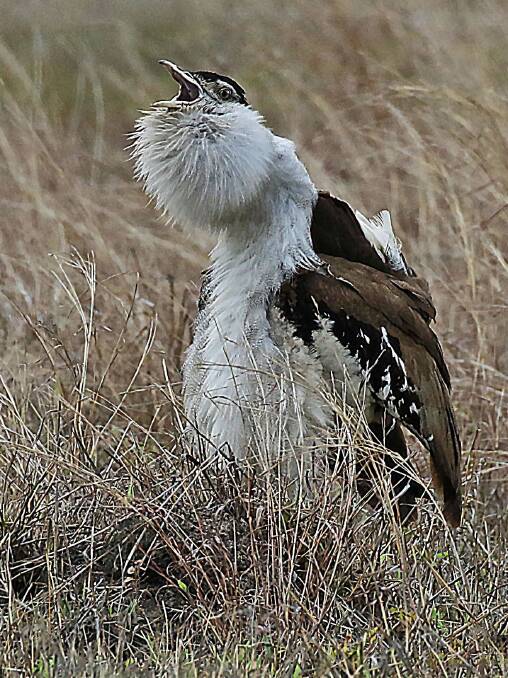PUTTING ON A SHOW: The male bustard displaying in between torrential rain which only let up for a moment.  