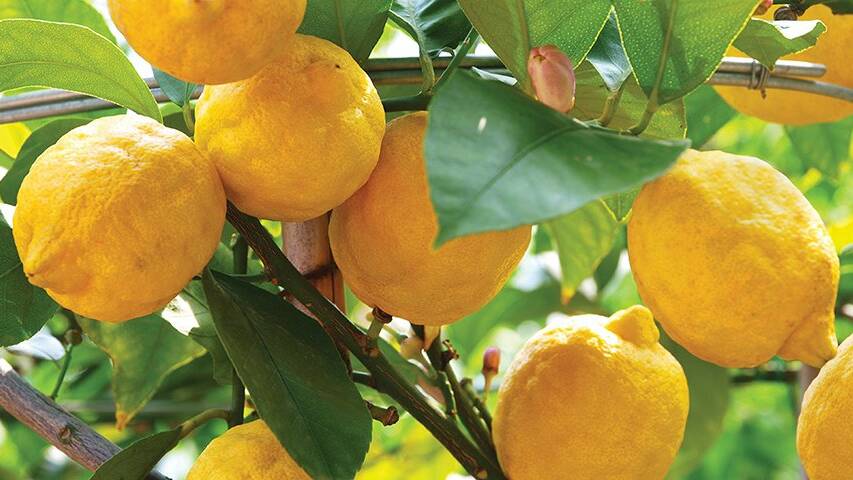 PLANT NOW: Winter is the ideal time to plant citrus trees.