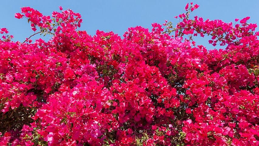Bougainvilleas can do with a good prune at this time of year.
