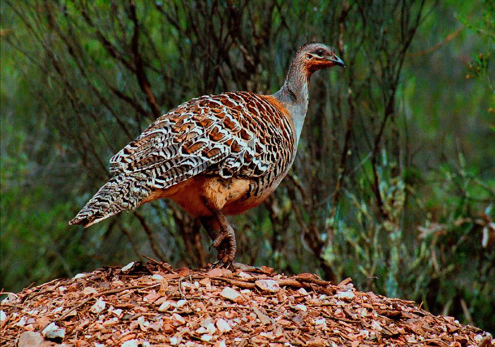 DANGEROUS: The mortality rate of Mallee fowl chicks is high, as they have be independent from the moment they hatch.  