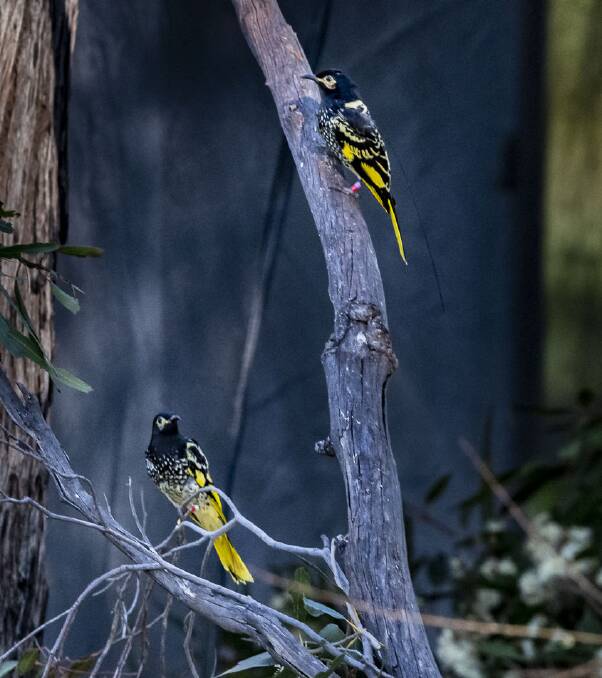 Twenty of Australia's most critically endangered birds released into wild in Hunter Valley