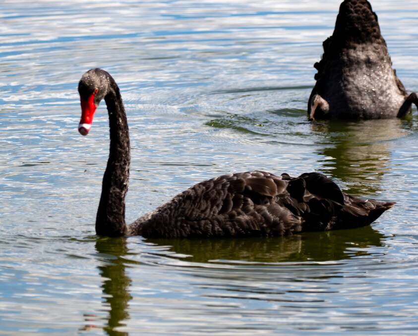 Black Swans will plunge their long necks into the water for food.