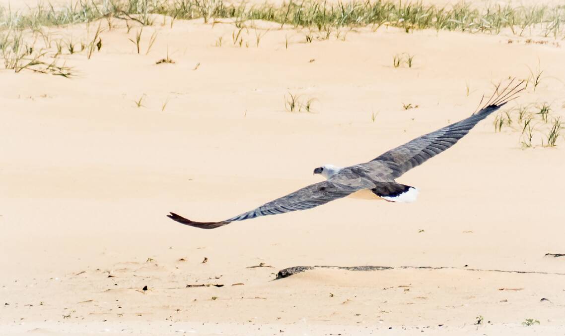 The Sea Eagle a magnificent coastal raptor