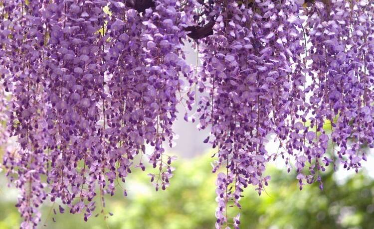 Wisteria in full bloom are a beautiful sight, but winter is an ideal time to check your plant's health.