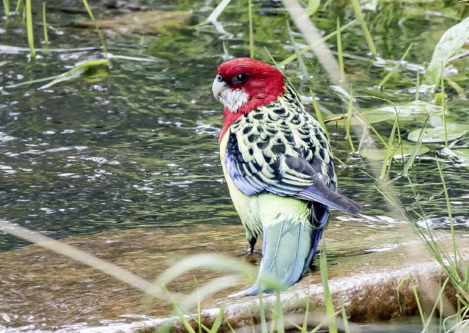 A rosella's green patterning on its back gives much-needed camouflage when it is feeding on the ground. 