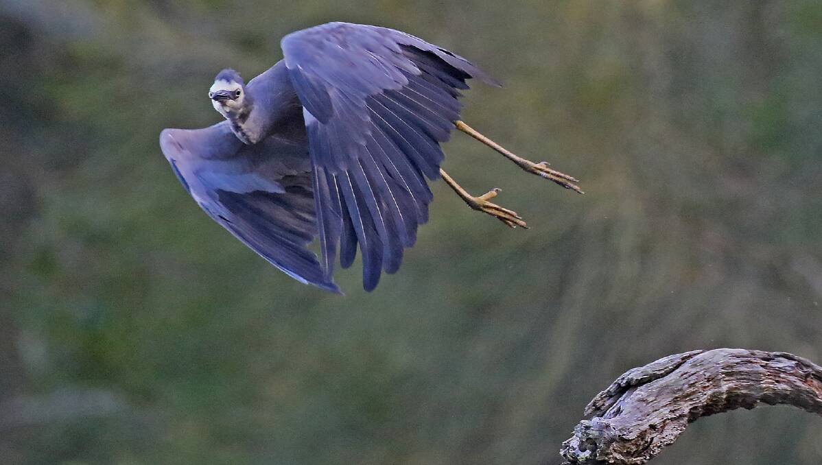 TAKE OFF: A White Faced Heron takes off from a tree stump in the early morning.