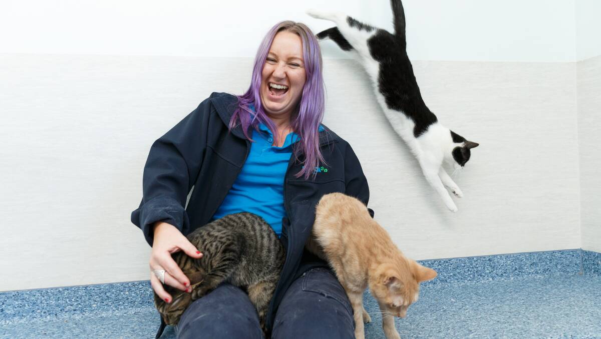 FROLLICKING FELINES: RSPCA's Lucy Macrae has her hands full with some of their current crop of kittens. Picture Max Mason-Hubers.
