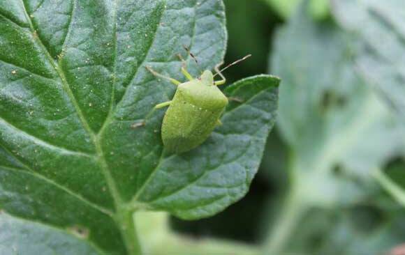 PEST: Green shield bugs appear in gardens from early spring through to autumn and love tomatoes in particular, but beans, melons, squash, grapes and capsicums are all on their hit list. 
