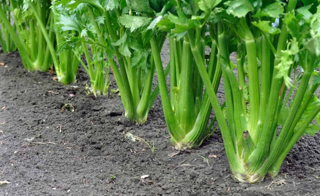 GET PLANTING: Celery is relatively easy to grow and make a great addition to summer salads.
