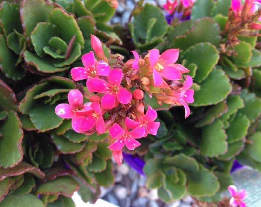 RANGE OF COLOUR: Kalanchoes  produce flowers in red, orange, white, yellow and pink.