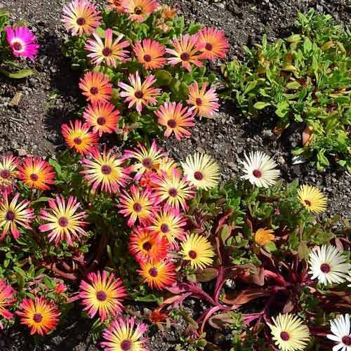 A LOT TO LIKE: Pig Face brings colour to your garden, but at the same time is tough and hardy. 