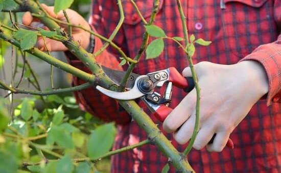 Now is the time to prune your rose bushes.