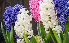 Hyacinths will bring wonderful Spring colour.