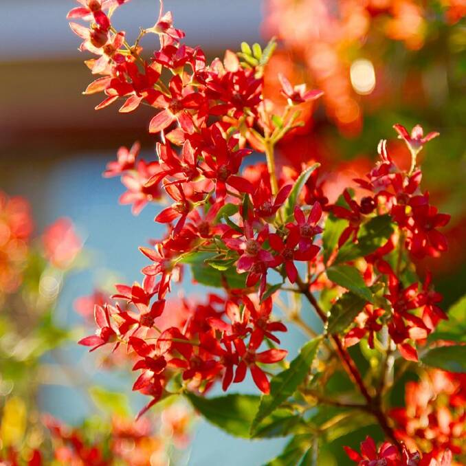 CHRISTMAS TREAT: There are more varieties of Christmas Bush available today than ever before.