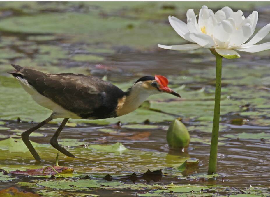 SNACK TIME: A Jakana walking across the lilies while feeding on insects.