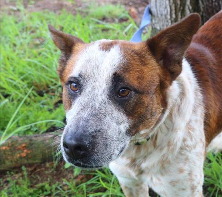 Bear is a two-year-old cattle dog who would suit an active family. Being intelligent, he will need plenty of exercise and toys to keep him entertained.