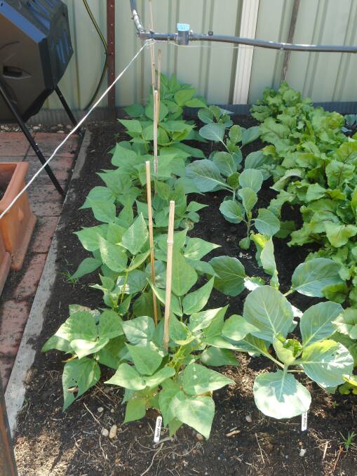 Beans aren't hard to grow and are a good choice for the casual gardener.