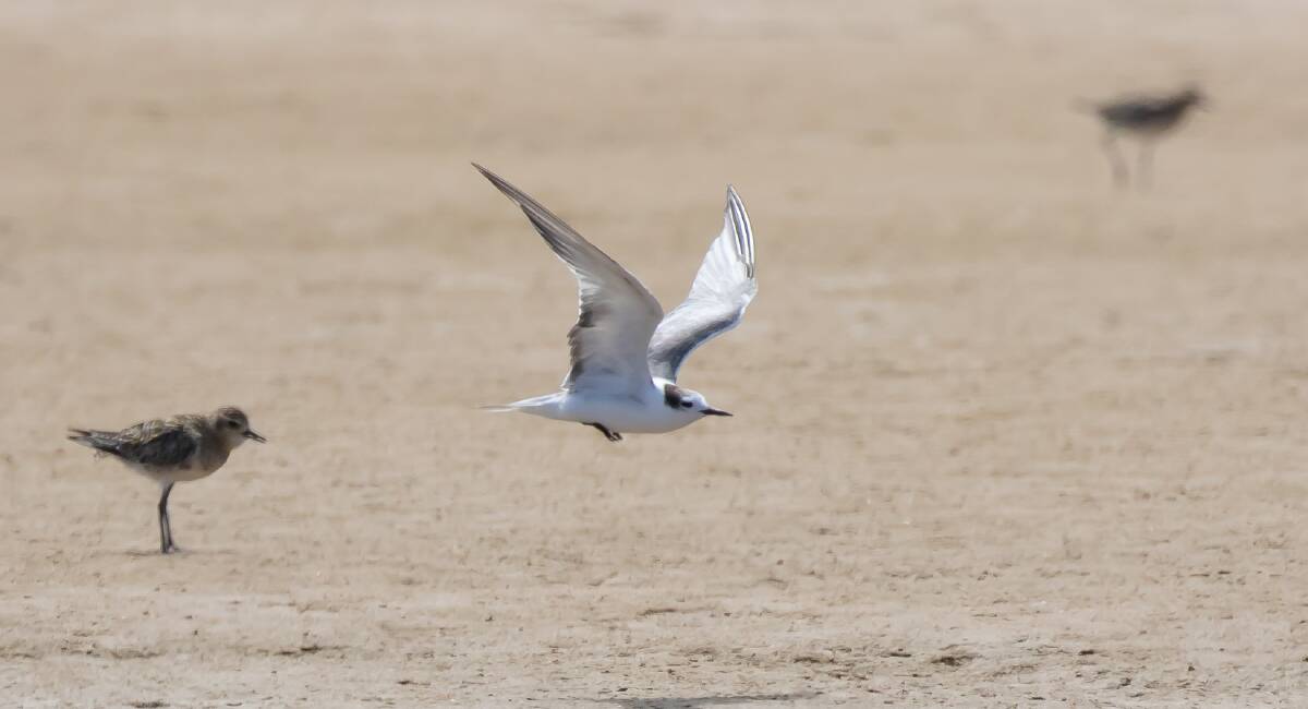  Aleutian Terns, never-before sighted in Australia, were discovered at Old Bar