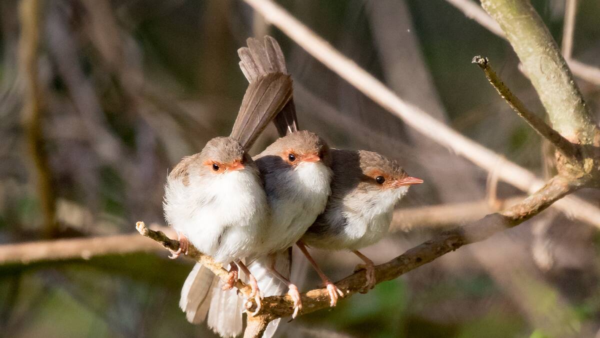 HUNGRY: Young Fairy-wrens waiting for a feed.