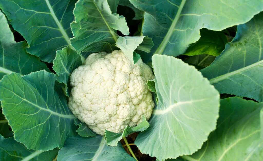 Cauliflowers are probably one of the more difficult vegetables to grow, but worth the effort.