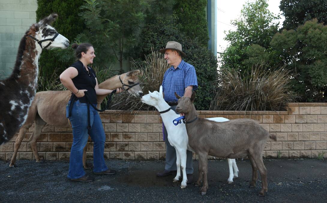 REVIVAL: Llama Collective's Lauren Brown with Arlo and Tyrion and Maitland Showground manager Brett Gleeson with Gracie and Sarsaparilla.