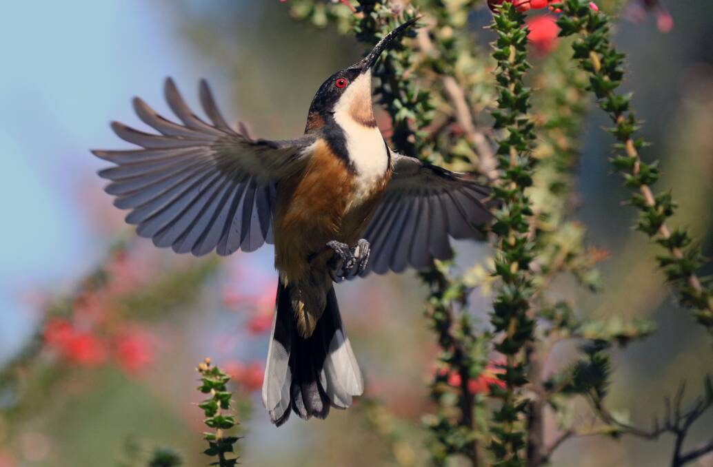 SWEET: Typical of honeyeaters, they love to feed on banksia-like plants.