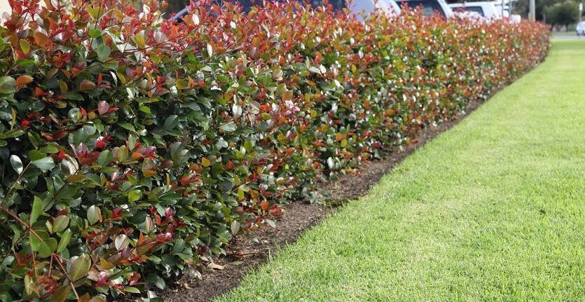 HEALTHY: With regular pruning, lillypilly hedges look terrific.