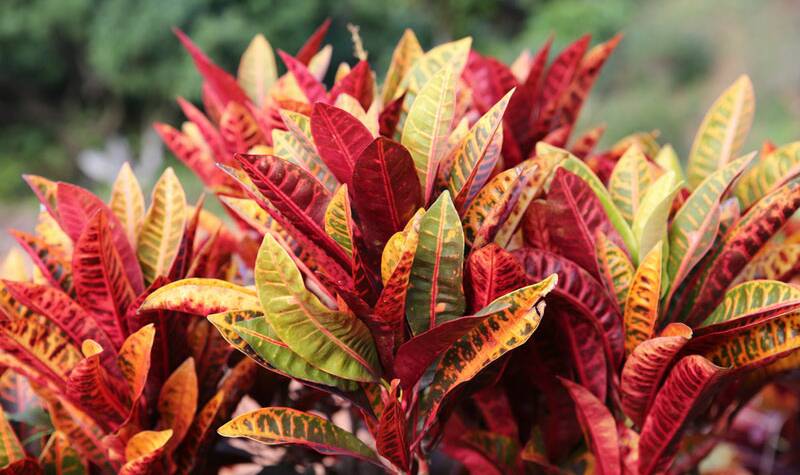 Crotons have brightly coloured foliage and make a good Christmas gift.