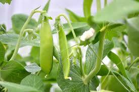Snow peas should be sown directly into your garden bed.