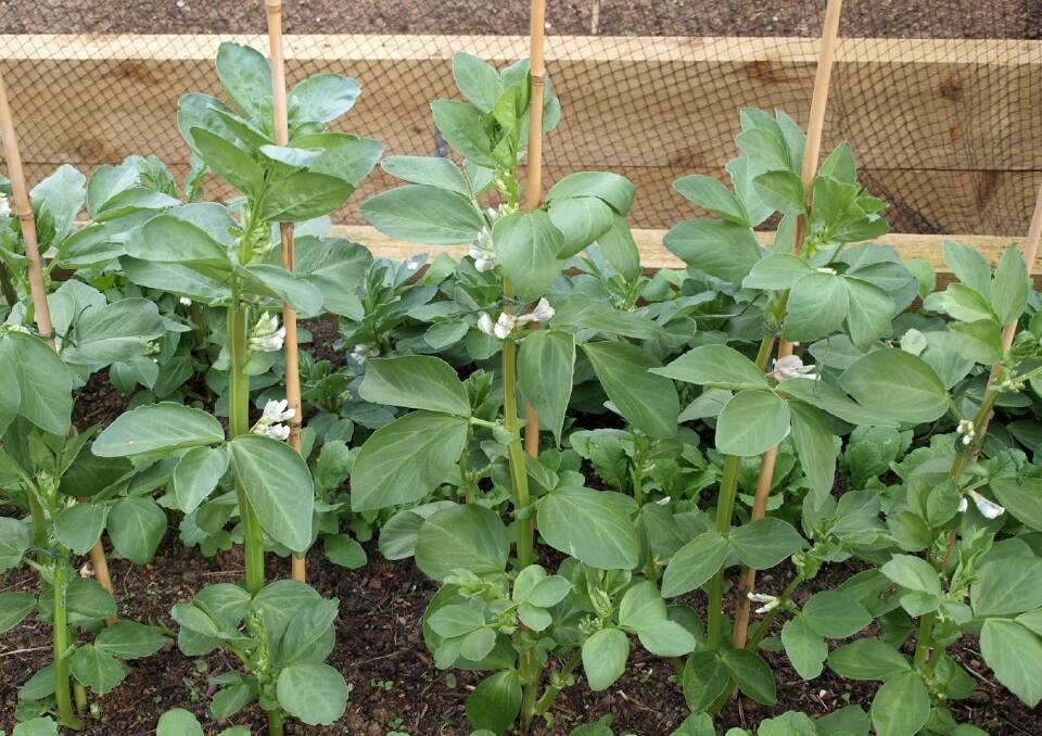 Broad bean plants will need to be supported as they shoot up.