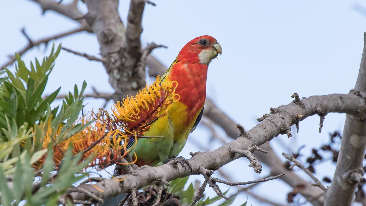 Rosellas are found across diverse habitats from woodland to urban areas and have a diet to match, consisting of grasses, seeds, fruits, buds, flowers, nectar and insects.