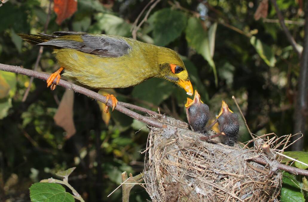 FEEDING TIME: Bell Miners are solidly built honeyeaters, mostly olive green in colour. 