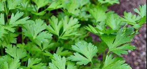 Flat leaf parsley will grow well in a good, sunny spot.