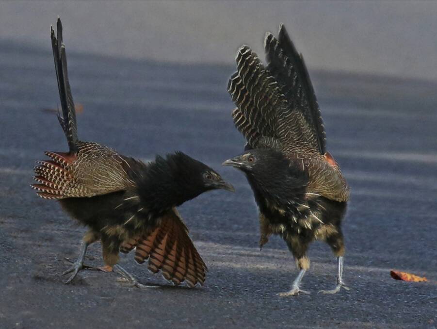 LOVE IS IN THE AIR: Pheasant Coucals during a courtship display.