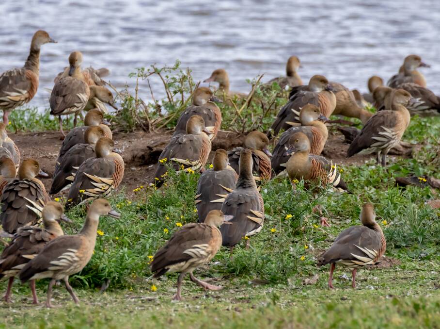 DISTINCTIVE: The upswept plumes along the flanks make the whistling duck stand out.