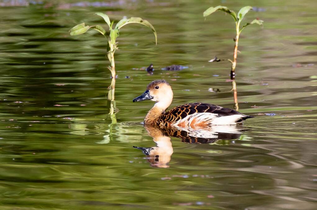 Birdwatch | Whistling Ducks seen in small numbers in Hunter