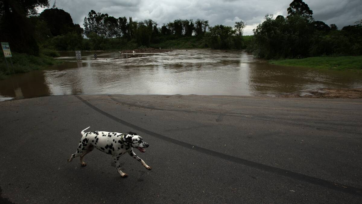 NO WAY THROUGH: Even Marty the dog couldn't cross at a flooded Melville Ford yesterday. Picture: Jonathan Carroll